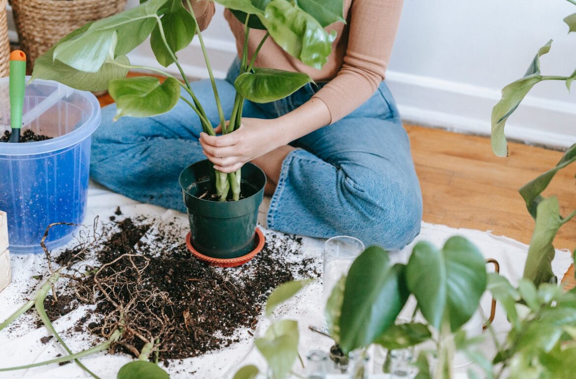 woman planting seedling in pot in flat