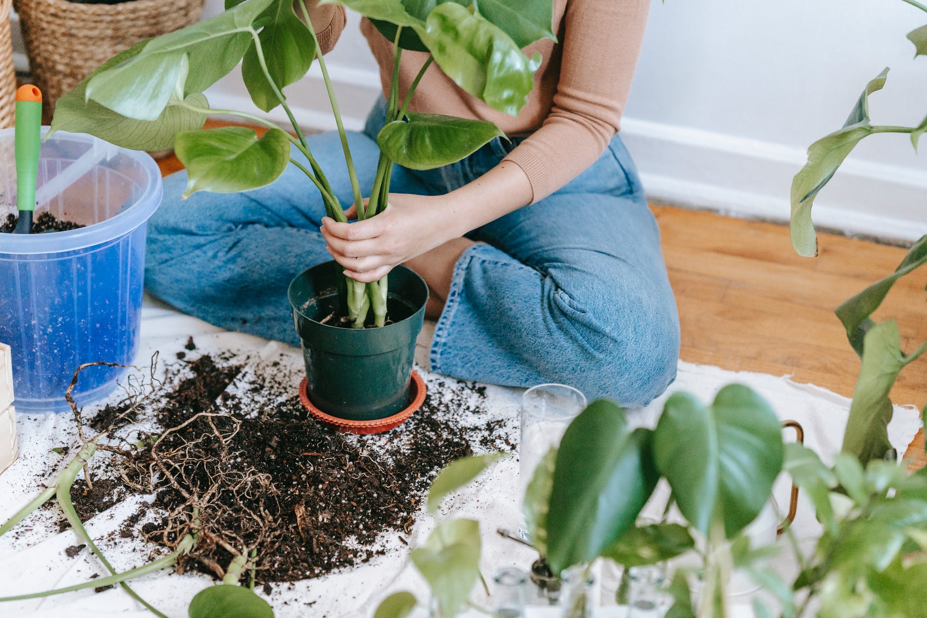 woman planting seedling in pot in flat