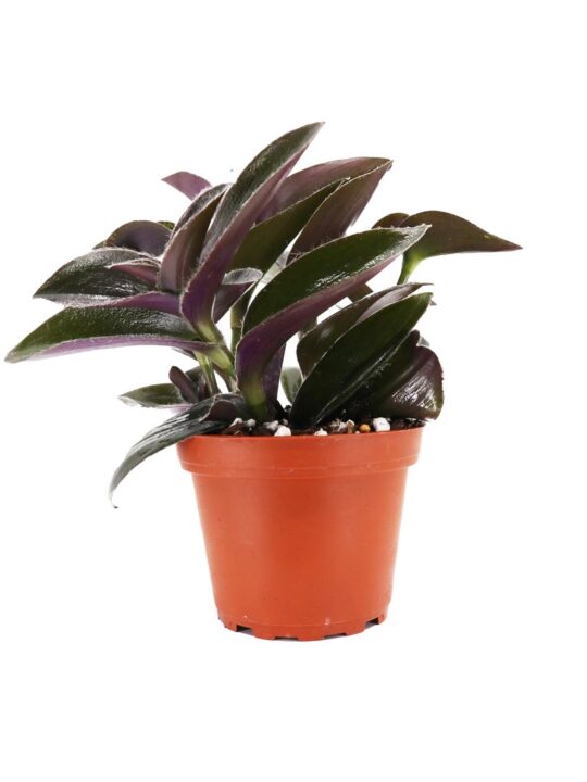 Tradescantia Pallida ‘Purple Fuzzy’ – Immortal Roots